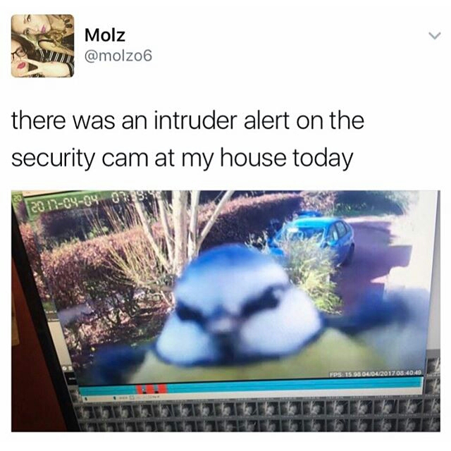 meme stream - intruder alert meme - Se Molz Molz there was an intruder alert on the security cam at my house today 0 120 110404 Fps 15.17 49 to $21422426 Tetto