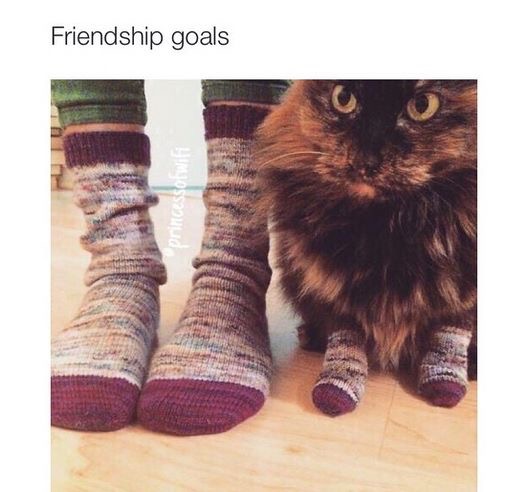 meme - cat goals - Friendship goals princessohwil