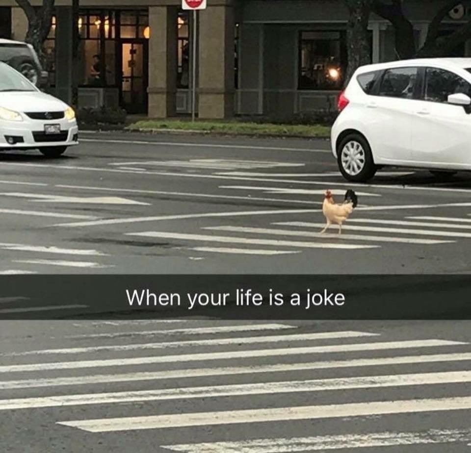 Funny snapchat meme of a chicken crossing the road captioned 'when your life is a joke'