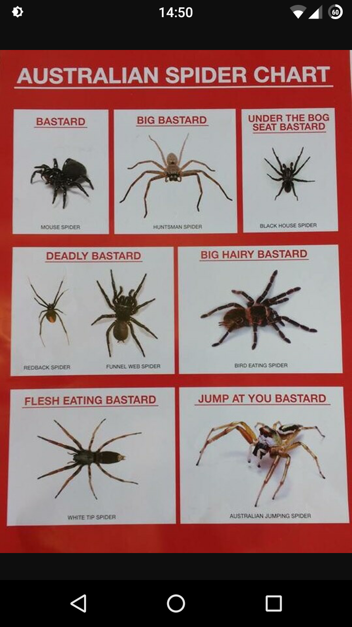 Funny chart of spider's in Australia all labelled as 'little bastards'