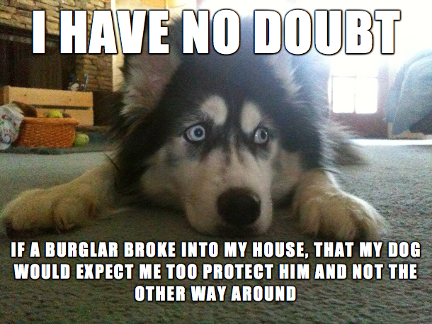 Funny meme about dogs that are not good guard dogs at all.