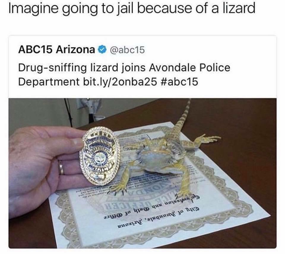 Funny meme of a lizard that works for the cops and captioned 'Imagine going to jail because of a lizard'