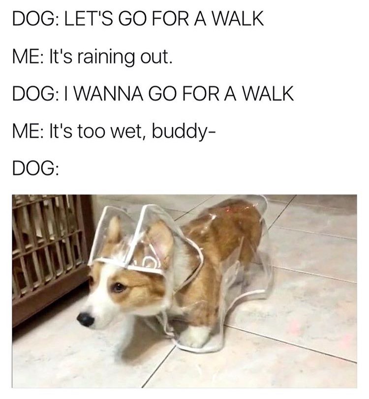corgi rain coat - Dog Let'S Go For A Walk Me It's raining out. Dog I Wanna Go For A Walk Me It's too wet, buddy Dog