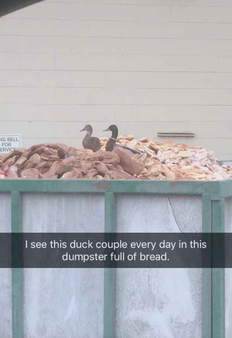 duck in bread dumpster - Ng Bell For Ervic I see this duck couple every day in this dumpster full of bread.