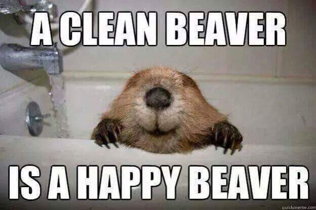 Fresh funny meme of a beaver in a bathtub with the caption A CLEAN BEAVER IS A HAPPY BEAVER.