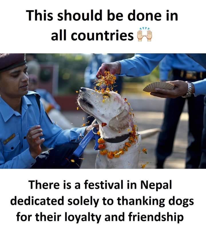 Awesome meme of a dog being treated like royalty for their loyalty in a festival in Nepal.