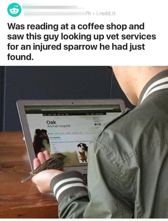 Cute meme of a picture of a man in a coffee shop looking up a vet for an injured sparrow he found.