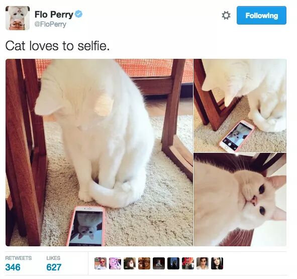 Funny pictures of a cat that loves to selfie.