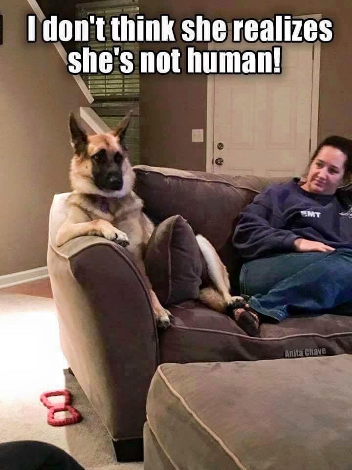 memes - real funny - I don't think she realizes she's not human! Knita Chave
