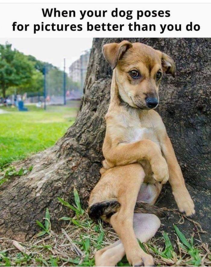 memes - funny dog poses - When your dog poses for pictures better than you do