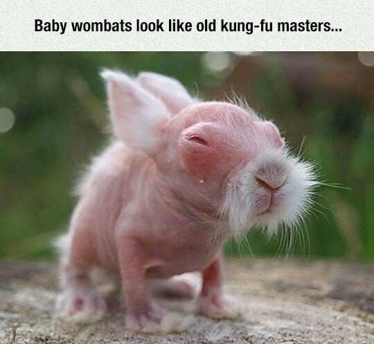 memes - funny wombats - Baby wombats look old kungfu masters...