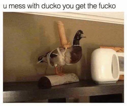 memes - mess with ducko you get the fucko - u mess with ducko you get the fucko