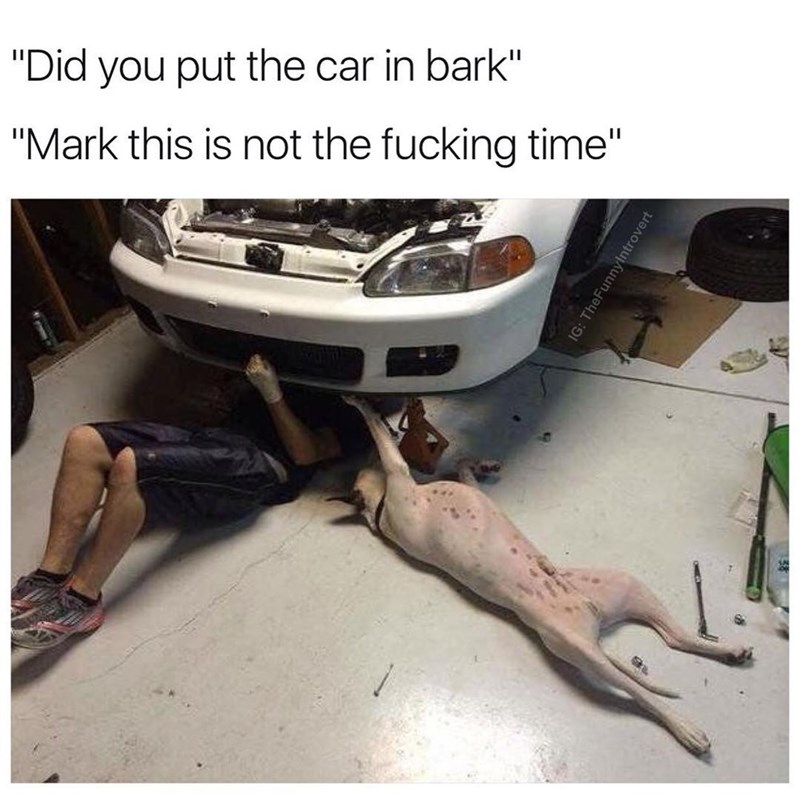 did you put the car in bark - "Did you put the car in bark" "Mark this is not the fucking time" Ig TheFunnyIntrovert
