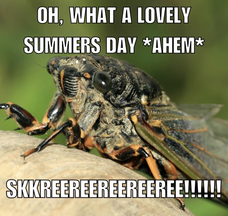 cicada meme - Oh, What A Lovely Summers Day Ahem Skkreereereereeree!!!!!!