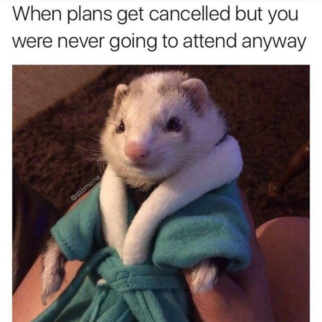 wholesome ferret memes - When plans get cancelled but you were never going to attend anyway dabroms