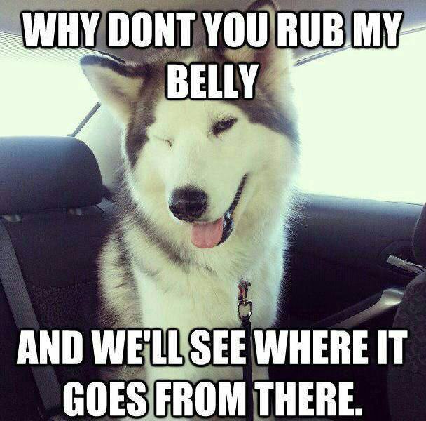 funny animal memes - Why Dont You Rub My Belly And We'Ll See Where It Goes From There.