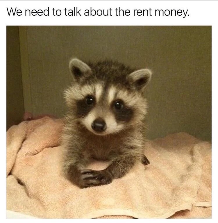 cute baby animals memes - We need to talk about the rent money.