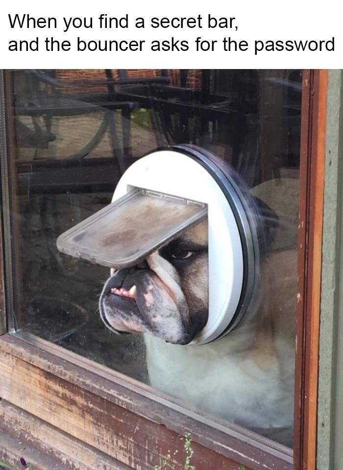 bulldog looking through cat door - When you find a secret bar, and the bouncer asks for the password