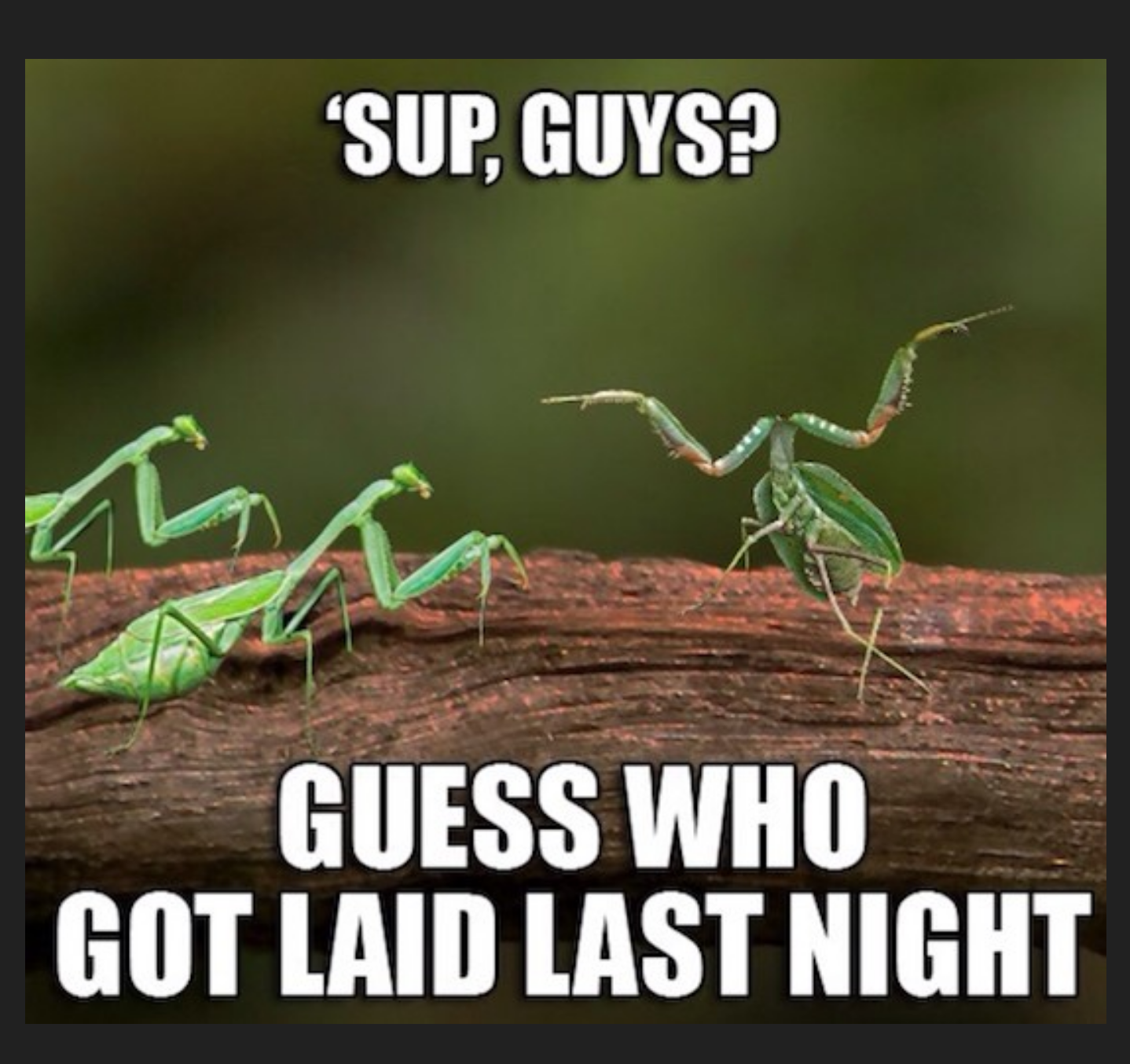 Funny meme of grasshopper with no head bragging to his friends he got laid last night.
