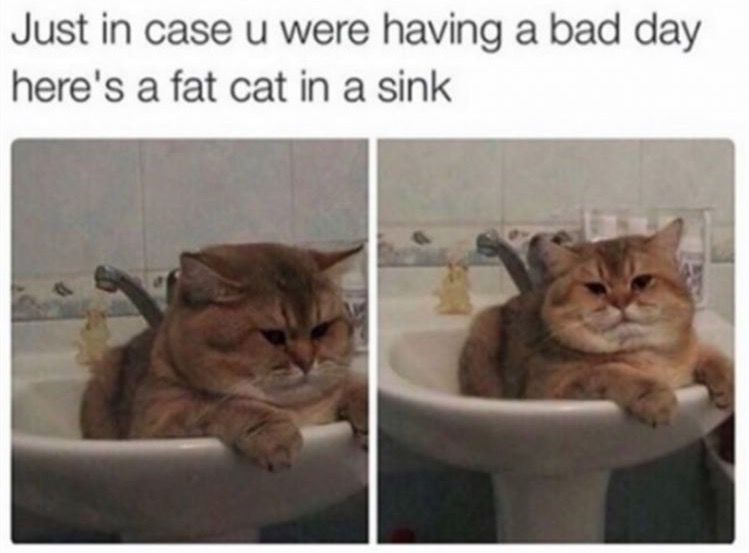 Fat cat in a sink, just in case you are having a bad day.