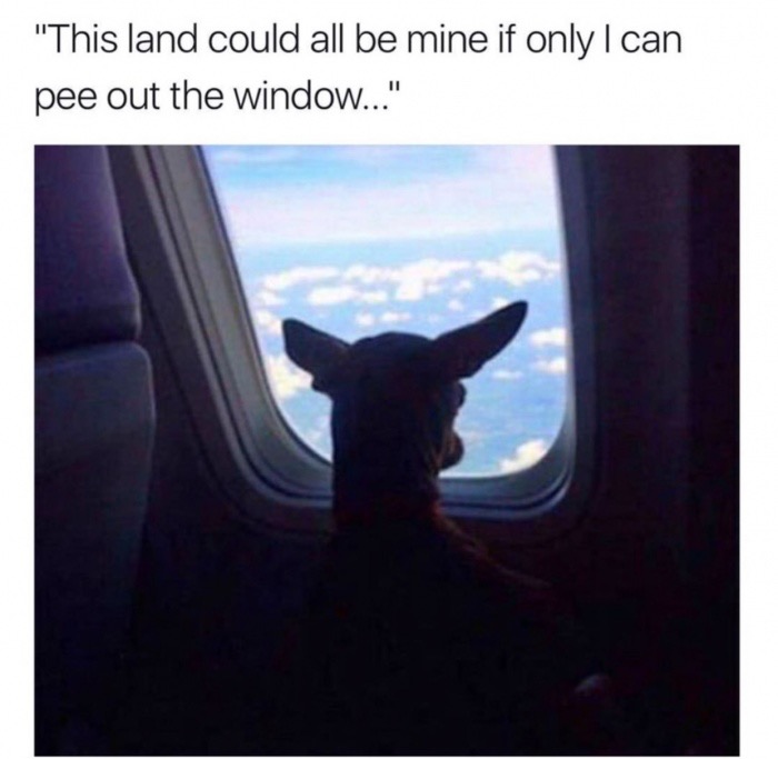dog on plane meme - "This land could all be mine if only I can pee out the window..."