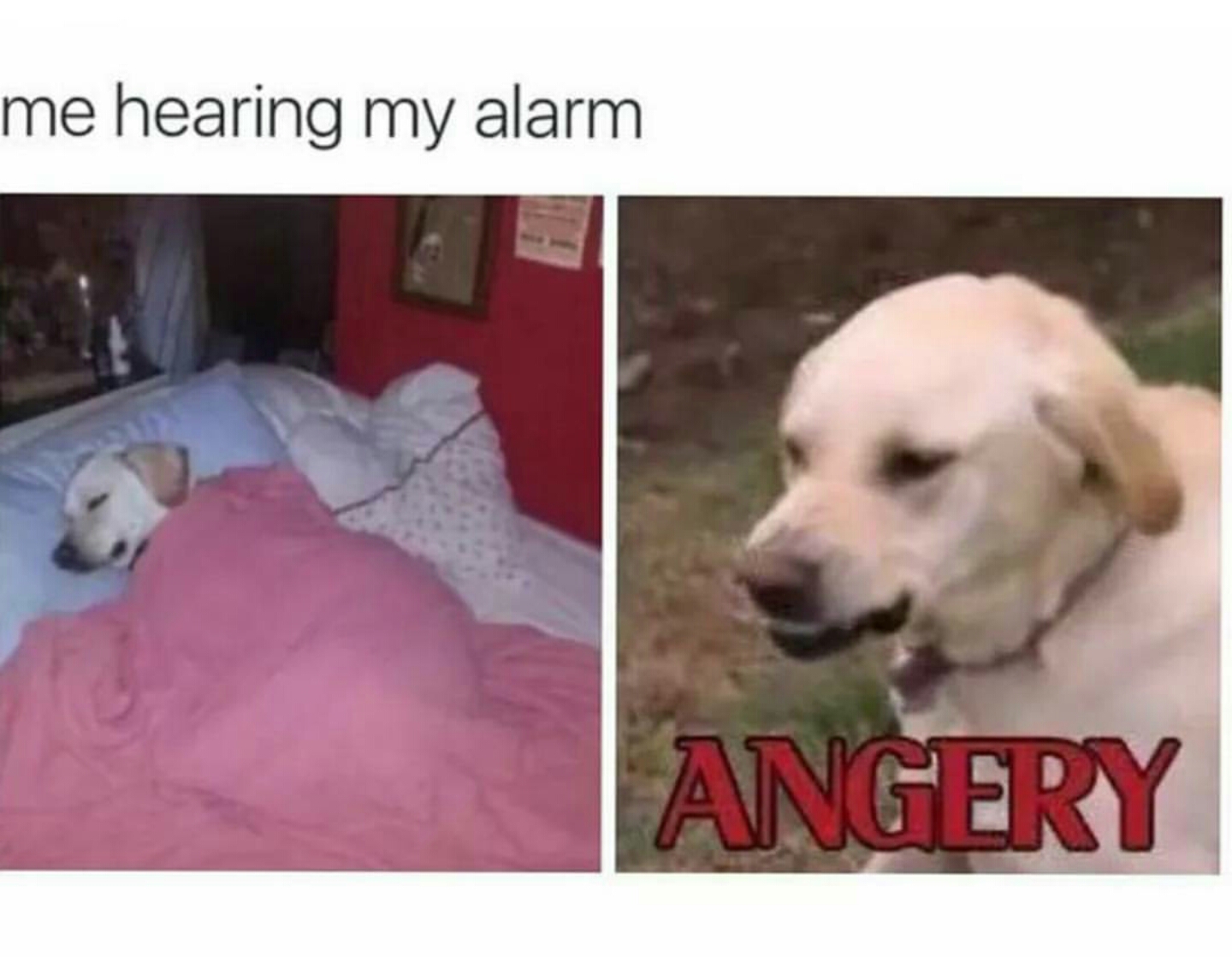 angery dog - me hearing my alarm | Angery