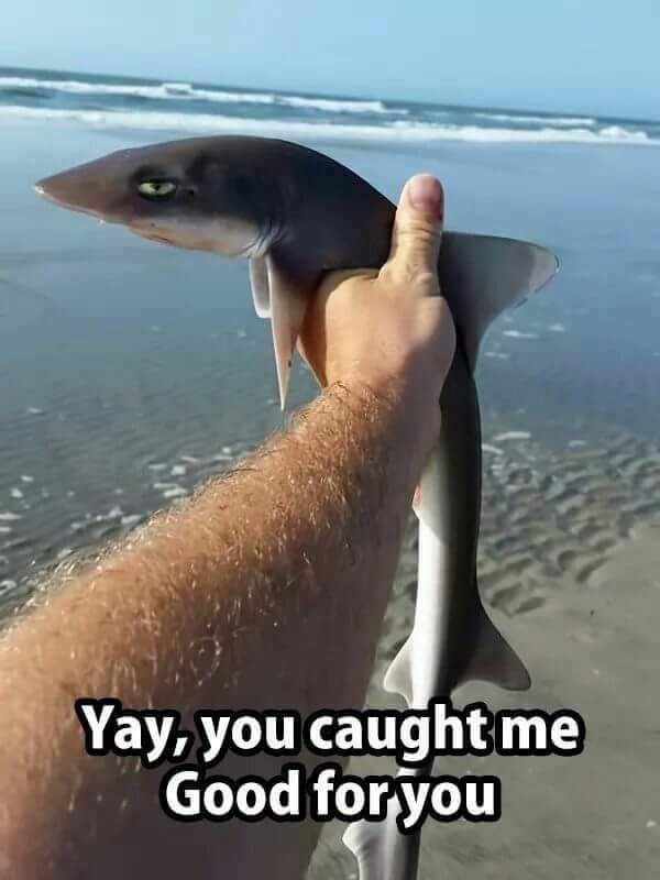 sarcastic face on a shark that implies he is not impressed you caught him
