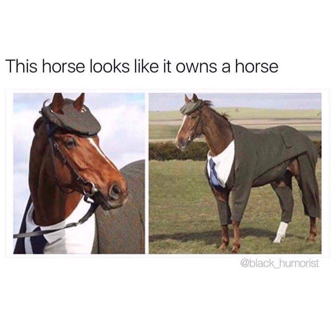 Funny picture of a horse dressed so fancy, he probably owns a horse.