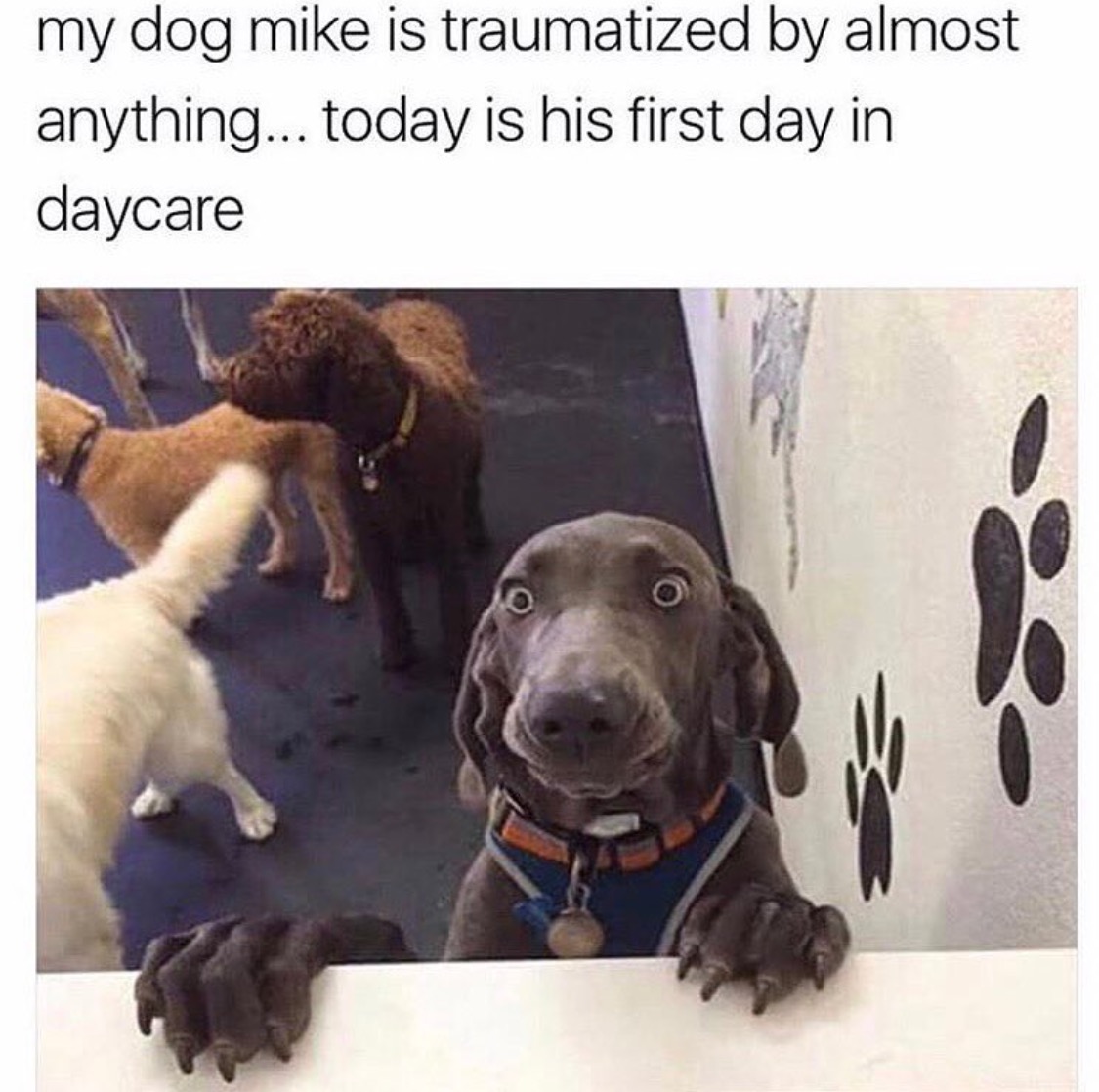 Overly traumatized dog at his first day of daycare.