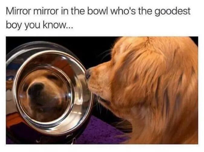 meme stream - goodest boy of them all - Mirror mirror in the bowl who's the goodest boy you know...