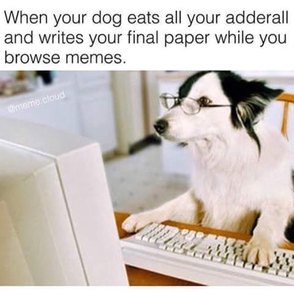 meme stream - dog on computer - When your dog eats all your adderall and writes your final paper while you browse memes. nome cloud
