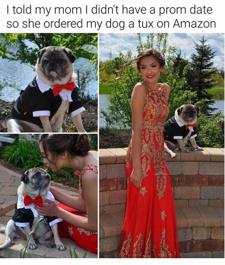 meme - wholesomeness girl - I told my mom I didn't have a prom date so she ordered my dog a tux on Amazon