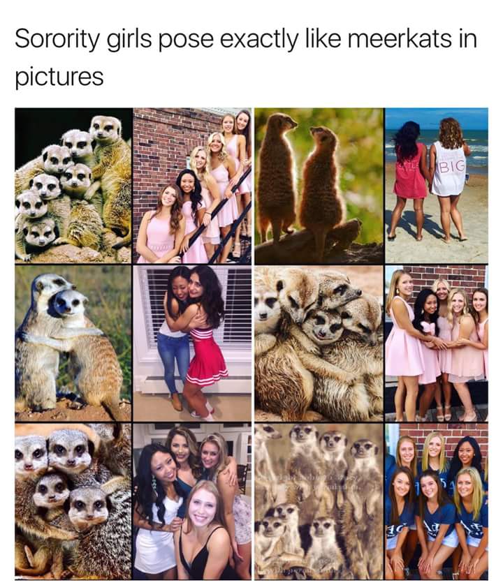 memes - sorority meerkats - Sorority girls pose exactly meerkats in pictures Big