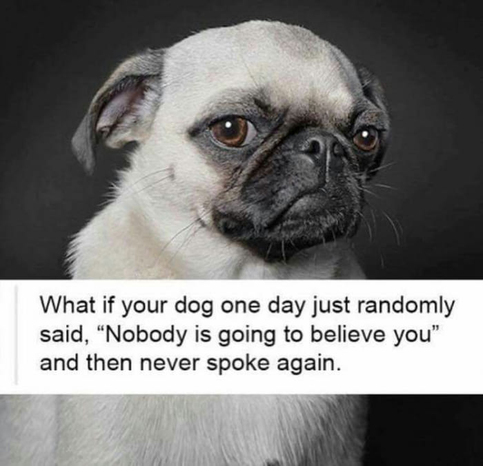 memes - pug champ - What if your dog one day just randomly said, "Nobody is going to believe you" and then never spoke again.