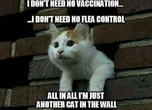 just another cat in the wall - I Don'T Need No Vaccination.. I Don'T Need No Flea Control All In All I'M Just Another Cat In The Wall