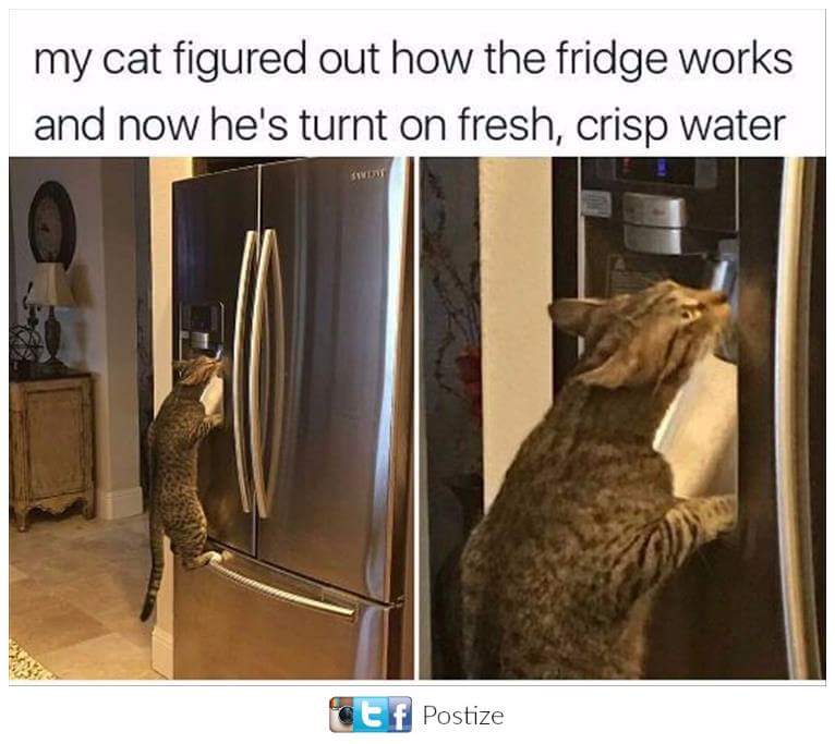 cat fridge meme - my cat figured out how the fridge works and now he's turnt on fresh, crisp water Ce f Postize