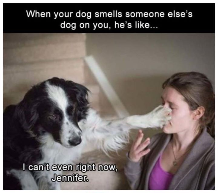 your dog smells someone else's dog - When your dog smells someone else's dog on you, he's ... I can't even right now, Jennifer.