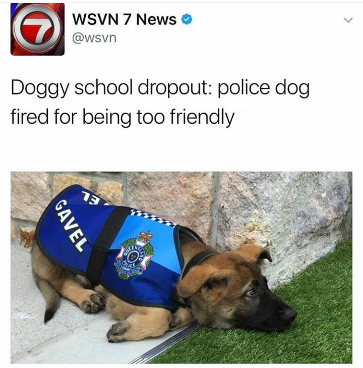 police dog too friendly - Wsvn 7 News Doggy school dropout police dog fired for being too friendly Gavel