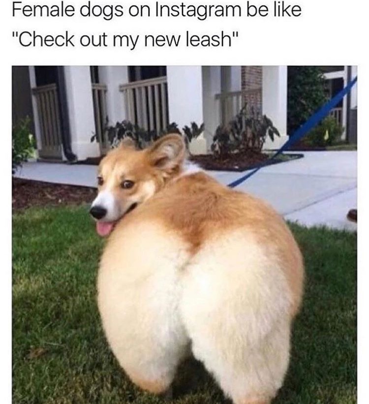 dog butt crack - Female dogs on Instagram be "Check out my new leash"