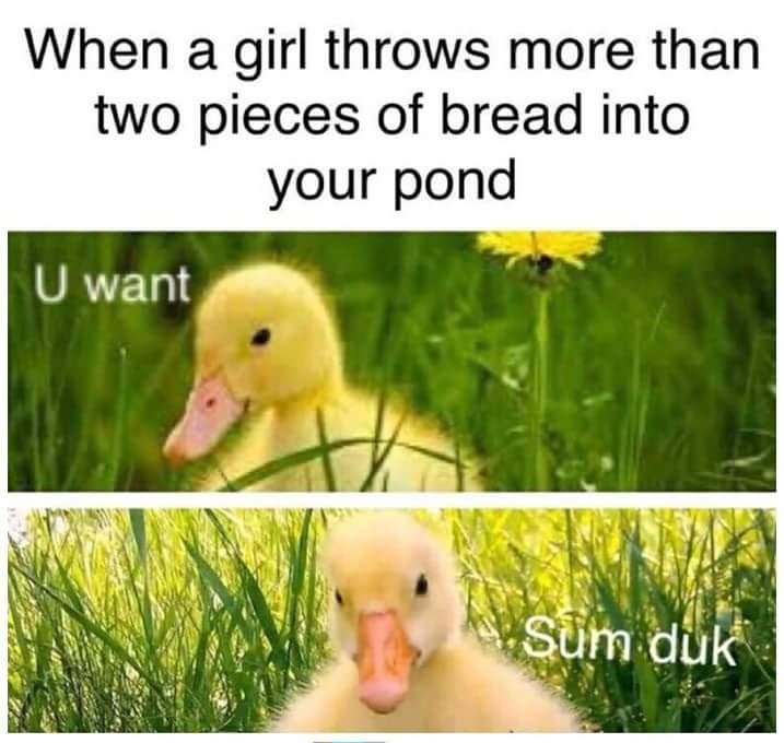 Meme of a duck that gets two pieces of bread thrown into his pond.