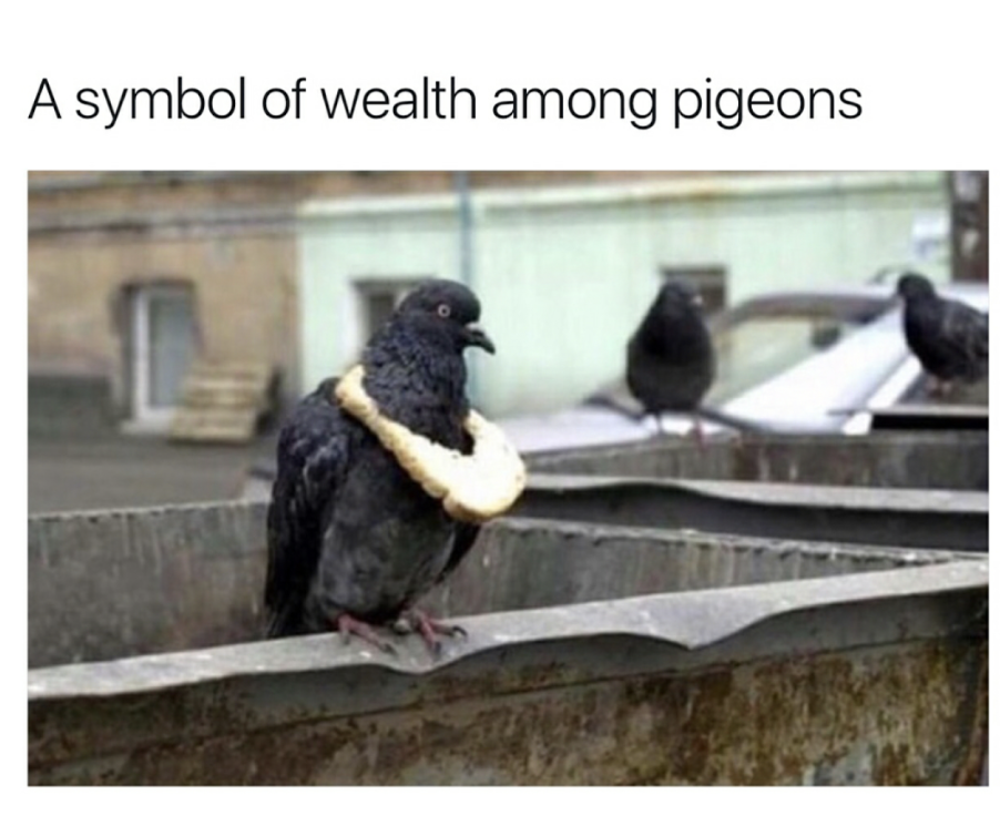 Pigeon wearing a slice of bread, captioned as a sign of wealth among them.