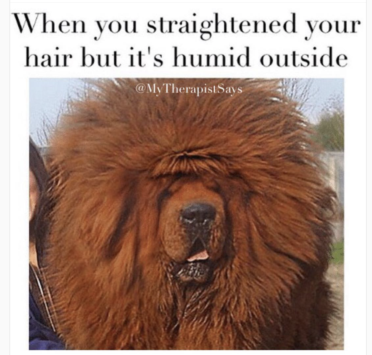 Meme of a very fluffy brown haired dog captioned about how it feels when you straighten your hair but it is very humid outside.