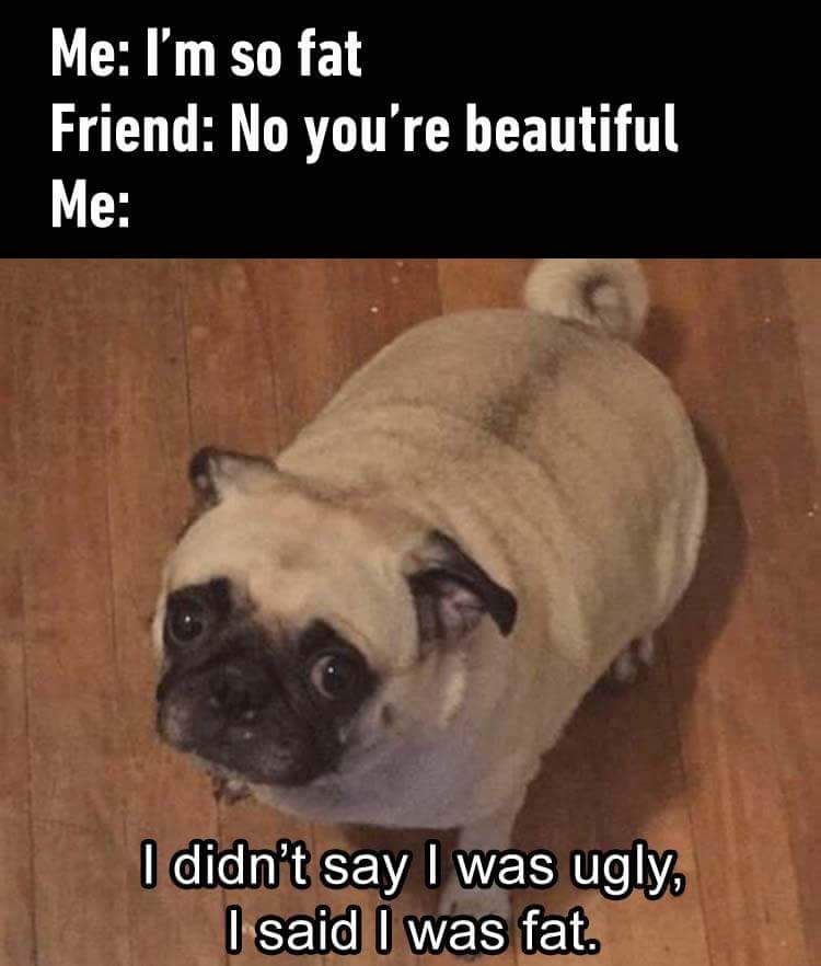 meme of fat pug who certainly is not ugly