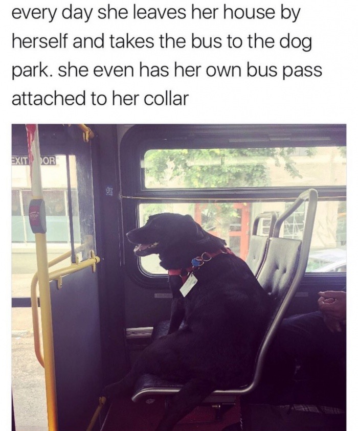 dog taking bus to dog park - every day she leaves her house by herself and takes the bus to the dog park. she even has her own bus pass attached to her collar Exit Dor