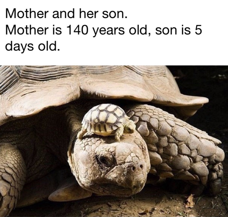 mother and baby tortoise - Mother and her son. Mother is 140 years old, son is 5 days old.