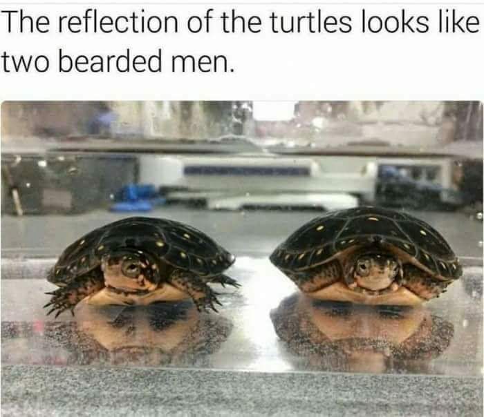 pareidolia funny - The reflection of the turtles looks two bearded men.