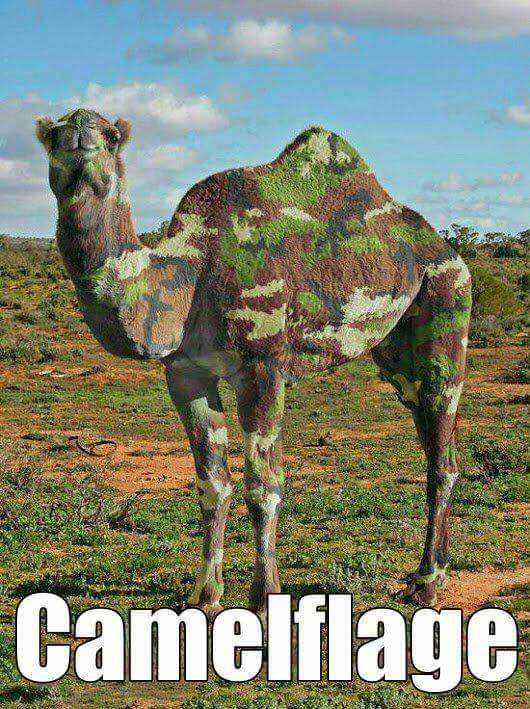 Camel that is camouflaged very well to make Camelflage