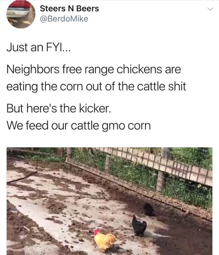 Free range chickens eating the corn out of the cattle shit, but the corn is GMO
