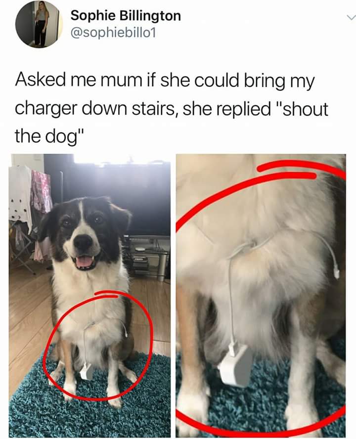 Dog brings down the charger for someone who wanted his mom to do it.