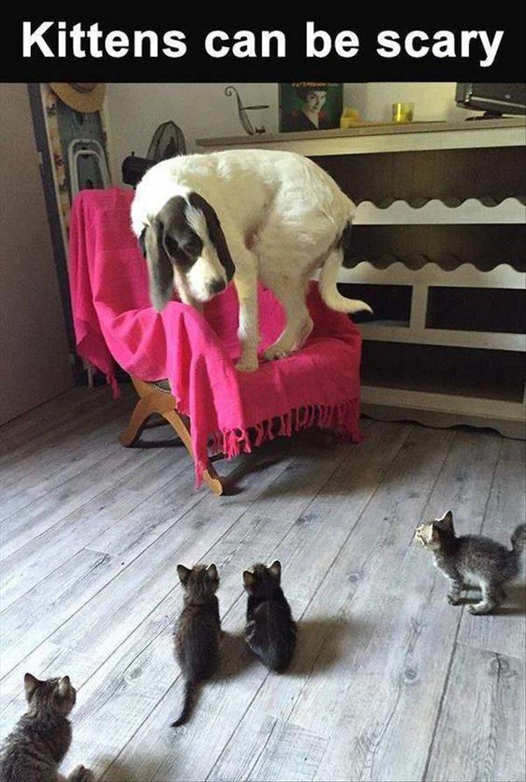 Big dog scared of a bunch of kittens